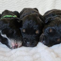 Violet - Phantom female Bernedoodle puppy in Granton, Wisconsin from Rose River Farms