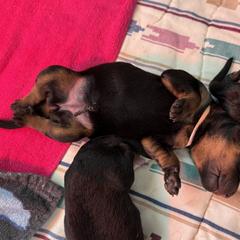 Beauceron Puppies from Shepherd's Heart Beaucerons