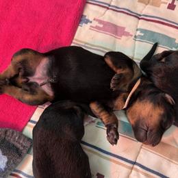 Beauceron Puppies from Shepherd's Heart Beaucerons