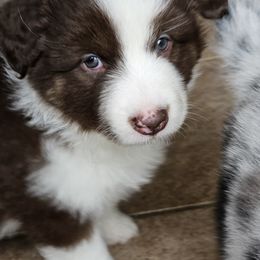 Australian Shepherd Puppies from Cali's Australian Shepherds
