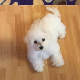 Maltese from Lil Lap Warmers