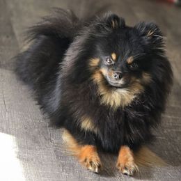 CHIA - Pomeranian