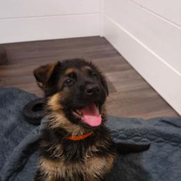 Orange - Black and red male German Shepherd puppy in Spring Hill, Florida from Iron Crest Shepherds