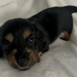 Green collar boy - Black and tan male Dachshund puppy in Isabel, South Dakota from Blessed Beyond Doxies