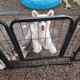 Chinese Crested Puppies from Zion"s Chinese Cresteds