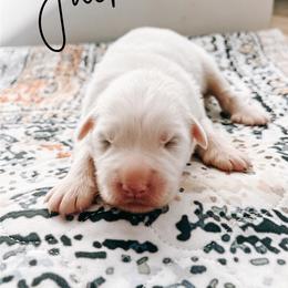 Jack - White male Great Pyrenees puppy in New Palestine, Indiana from Hitchcock Homestead
