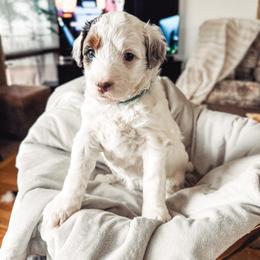 Green Collar Margo - Merle female Bernedoodle puppy in Camden, North Carolina from Fleury Farm Doodles NC