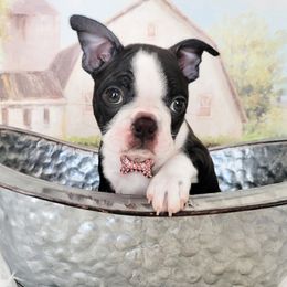 Boston Terrier Puppies from Our Gang Bostons
