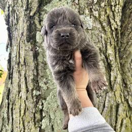 Ocean - Blue male German Shepherd puppy in Watervliet, Michigan from M&M Shepherd Farms