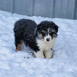 Australian Shepherd Puppies from SS Australian Shepherds