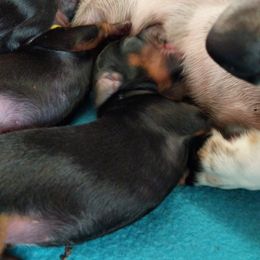 Girl 3 - Dachshund puppy in Sarasota County, Florida from Donna's Mini Joys