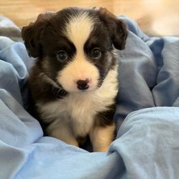 Baby girl 2 - Black tri female Toy Australian Shepherd puppy in Nickelsville, Virginia from Pecan Creek