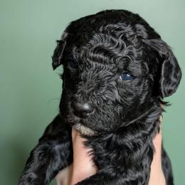 Izumi - Blue female Poodle puppy in Salem Township, Maine from Moirae Poodles