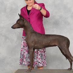 Manda - Xoloitzcuintli