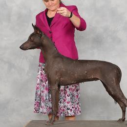 Manda - Xoloitzcuintli