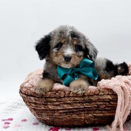 Bentley - Blue merle male Bernedoodle puppy in Statesville, North Carolina from Doodle Babies