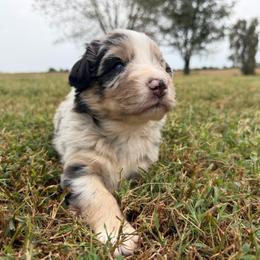 Adorable Boy 1-Blue Merle - Blue merle male Australian Shepherd puppy in Mayfield, Kentucky from Hamilton Farms