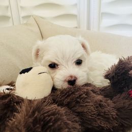 Maltese from Deborah Chatman