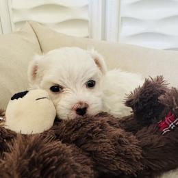 Maltese from Deborah Chatman