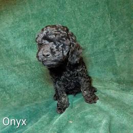 Onyx - Black male Cockapoo puppy in Sunset, Louisiana from Cano Cockapoos
