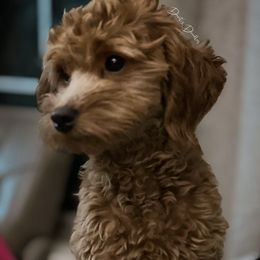 Ellie - Goldendoodle