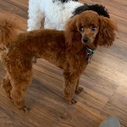 Poodle Puppies from Top Shelf Toy Dogs
