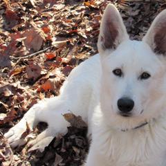 Berger Blanc Suisses from Whitewolf Kennels