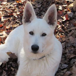 Berger Blanc Suisses from Whitewolf Kennels