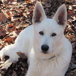 Berger Blanc Suisses from Whitewolf Kennels