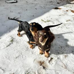 Dachshund Puppies from S&C Doxies