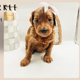 Sparkle - Red  female Goldendoodle puppy in Hilton, New York from The House of Goldendoodle