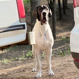 Sabella - Great Dane