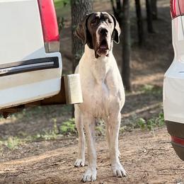 Sabella - Great Dane