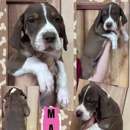 Maple - Chocolate and white female Great Dane puppy in Wellsville, New York from Prophecy Danes