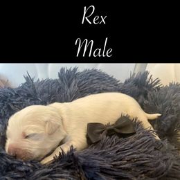 Rex - Golden Retriever puppy from Mayflower Goldens
