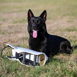 Negil - German Shepherd