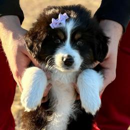 Dark purple - Black tri female Miniature Australian Shepherd puppy in 32046, Florida from River Hill Ranch
