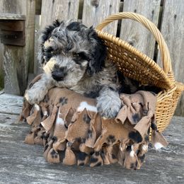 Goldendoodle Puppies from Texas Bella Doodles