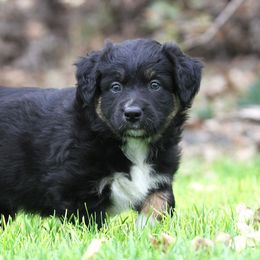 Australian Shepherd Puppies from Diamond C Aussies