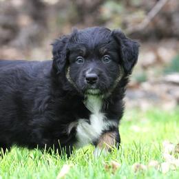 Australian Shepherd Puppies from Diamond C Aussies