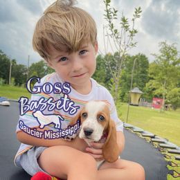 Basset Hound Puppies from Goss Bassets