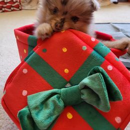 Pomeranian Puppies from Potomac Pomeranians
