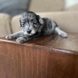 Lady - Merle female Cavapoo puppy in Strasburg, Pennsylvania from Still Water Puppies