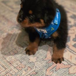 Purple collar female - Black and mahogany female Rottweiler puppy in San Antonio, Texas from VHWilliamsRottweilers