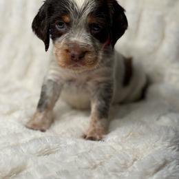 Pink girl - Liver white and tan female English Springer Spaniel puppy in Fairfield, California from Goldridge Springers