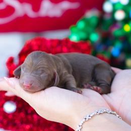 Bambi - Chocolate and tan female Dachshund puppy in Fort Myers, Florida from Blossom Paws
