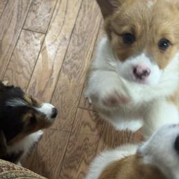 Sissy - Red female Pembroke Welsh Corgi puppy in Brashear, Texas from Sherwood Acres Pembrokes