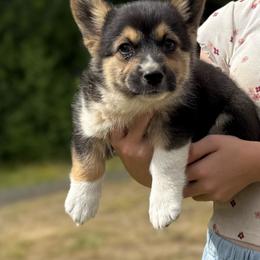 Maverick - Black and tan male Pembroke Welsh Corgi puppy in Aberdeen, Washington from Coastal country Farms