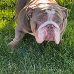 Bulldogs from Elise Wagner's Bulldogs