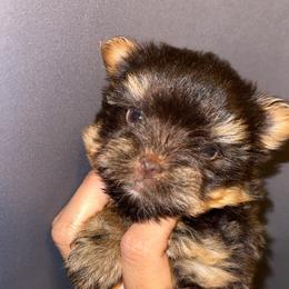 Blossom - Chocolate and tan female Yorkshire Terrier puppy in Clarksville, Arkansas from K's Luxurious Yorkies